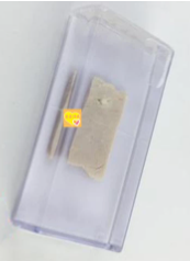 寄生絳蟲(chóng)囊尾蚴豬肉浸制標(biāo)本